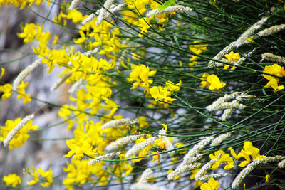 Close-up of yellow flowering plant