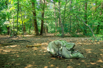 Turtle in a forest