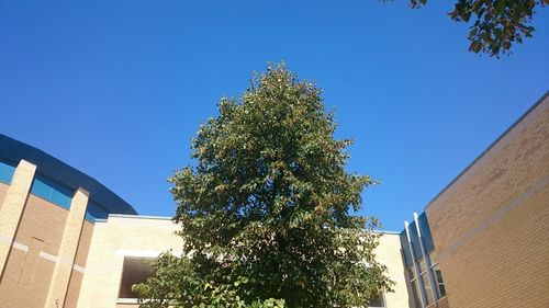 Low angle view of building against blue sky