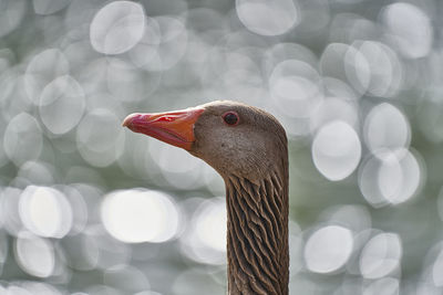 Close-up of bird