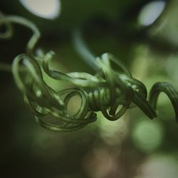 Close-up of plant against blurred background