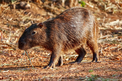 Close-up side view of capybara