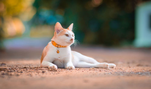 Close-up of a dog looking away