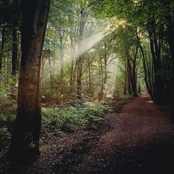 Trees in forest