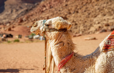 Close-up of camel