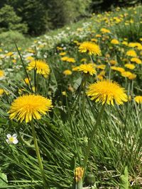 Close-up of yellow flowering plant on field