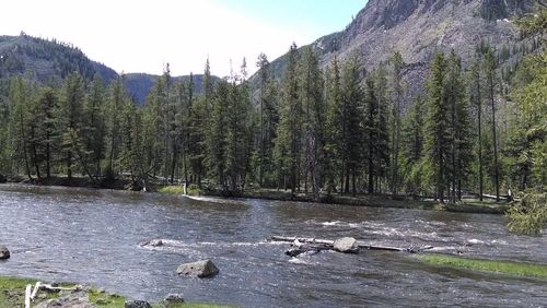 Scenic view of river flowing through forest