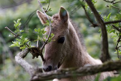 Brown foal looking away