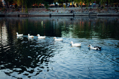 Swans swimming in lake