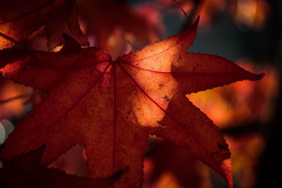 Close-up of leaves