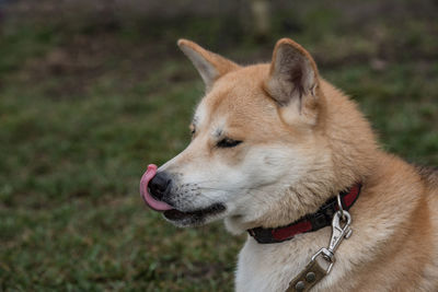 Close-up of japanese akita licking nose