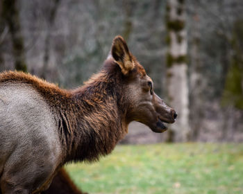 Side view of a horse on field
