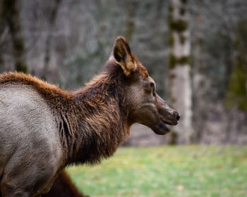 Side view of a elk on field