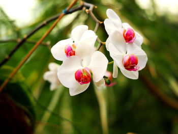 Close-up of flowers