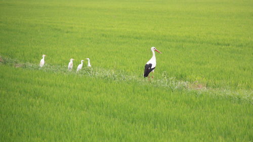 Birds perching on grassy field