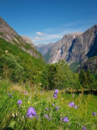 Purple flowering plants on field by mountains against sky