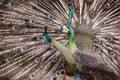 Beautiful of colorful dancing peacocks