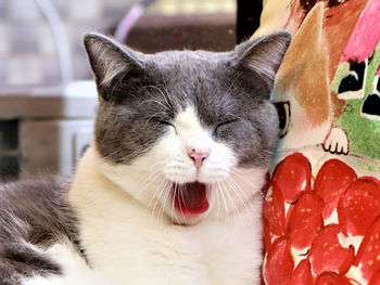 Close-up portrait of a cat with eyes closed