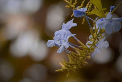 Close-up of flowers against blurred background