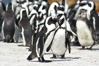 Close-up of penguins