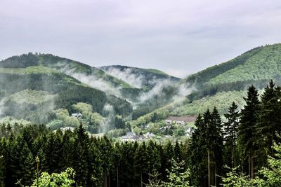 Scenic view of forest against sky