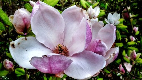 Close-up of pink flowers