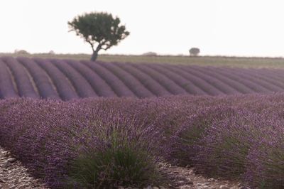 Scenic view of lavender growing on field against sky