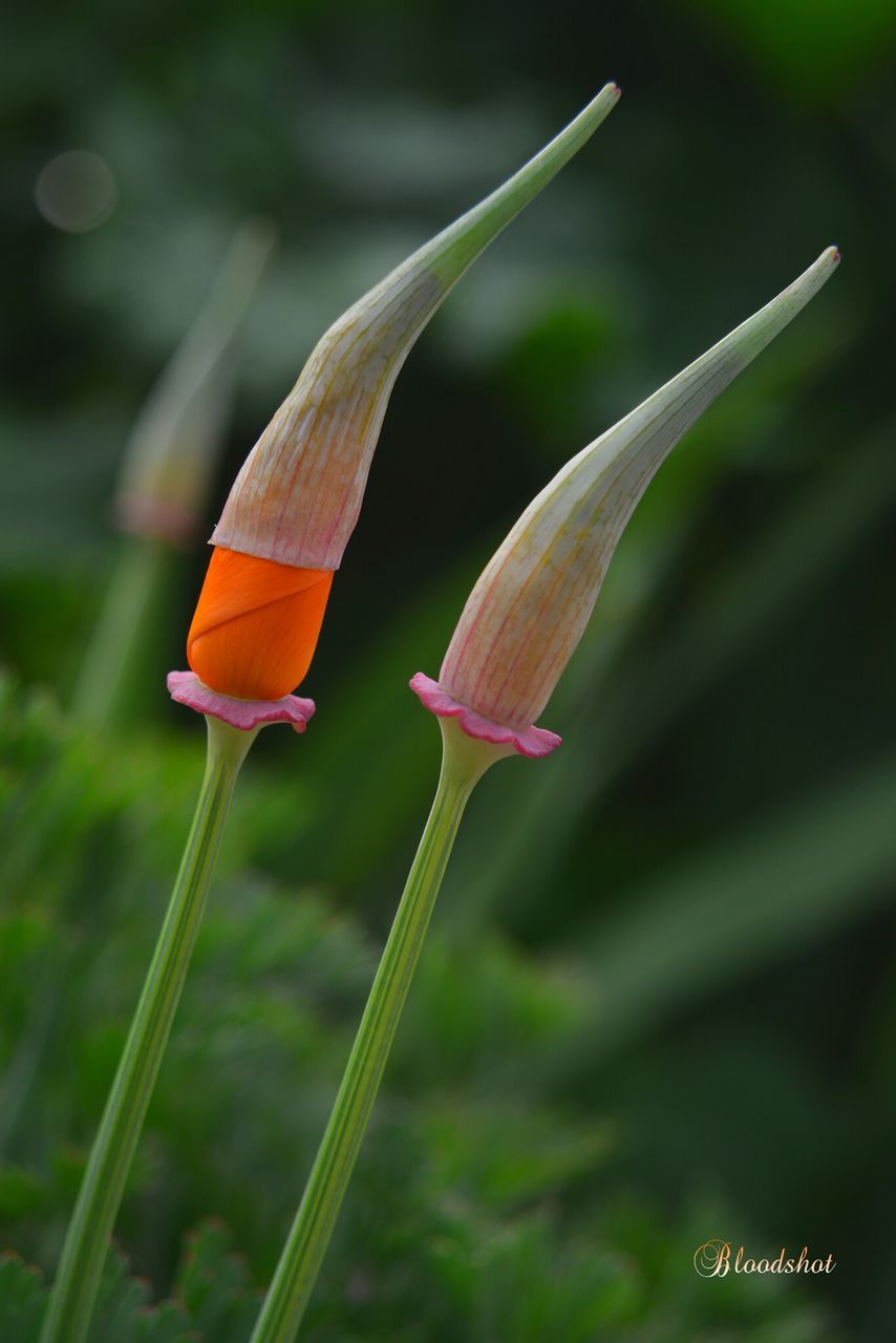 flower, growth, focus on foreground, close-up, stem, fragility, plant, freshness, beauty in nature, nature, petal, selective focus, bud, leaf, field, outdoors, flower head, day, no people, blooming