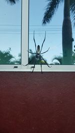 Close-up of insect on window