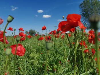 Close-up of red poppy flowers growing on field