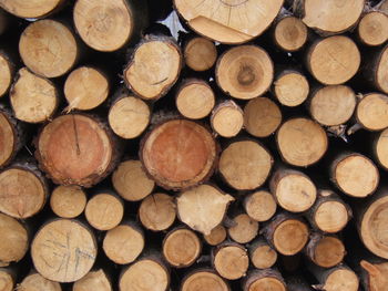 Full frame shot of logs in forest