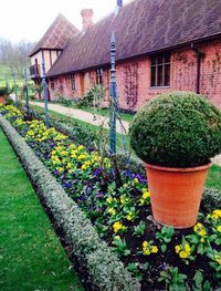 Potted plants on field by building