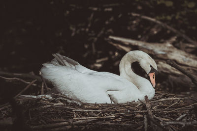 Close-up of swan in nest