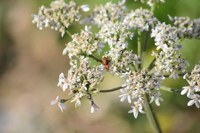 Close-up of insect on white flower