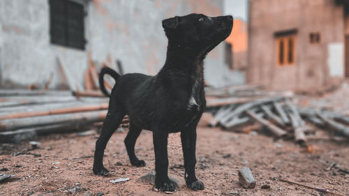 Black dog looking away
