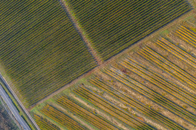 Full frame shot of agricultural field