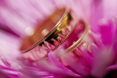 Close-up of pink rose flower