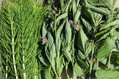 High angle view of flowering plant on field