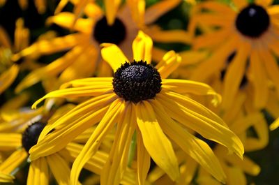 Close-up of yellow flower