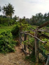 Plants and trees on field against sky