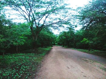 Empty road along trees