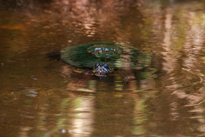 High angle view of turtle in lake