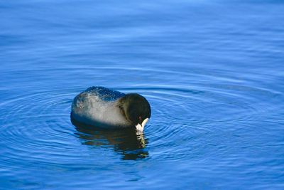 Coot swimming on a lake