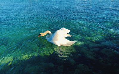 High angle view of swan swimming in lake