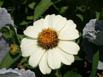 Close-up of white flower