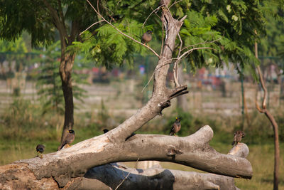 Close-up of lizard on tree trunk