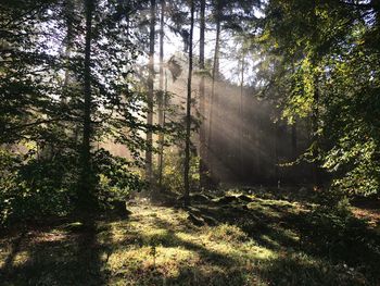 Trees in forest