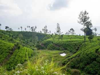 Scenic view of agricultural field against sky