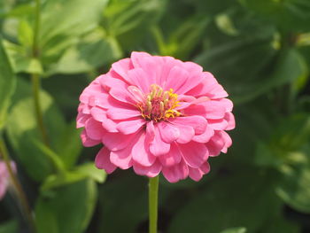 Close-up of pink flower