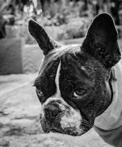 Close-up of a dog